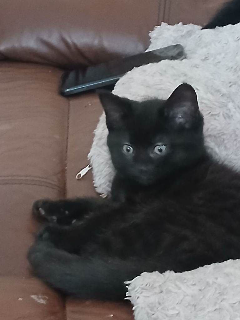 Kittens