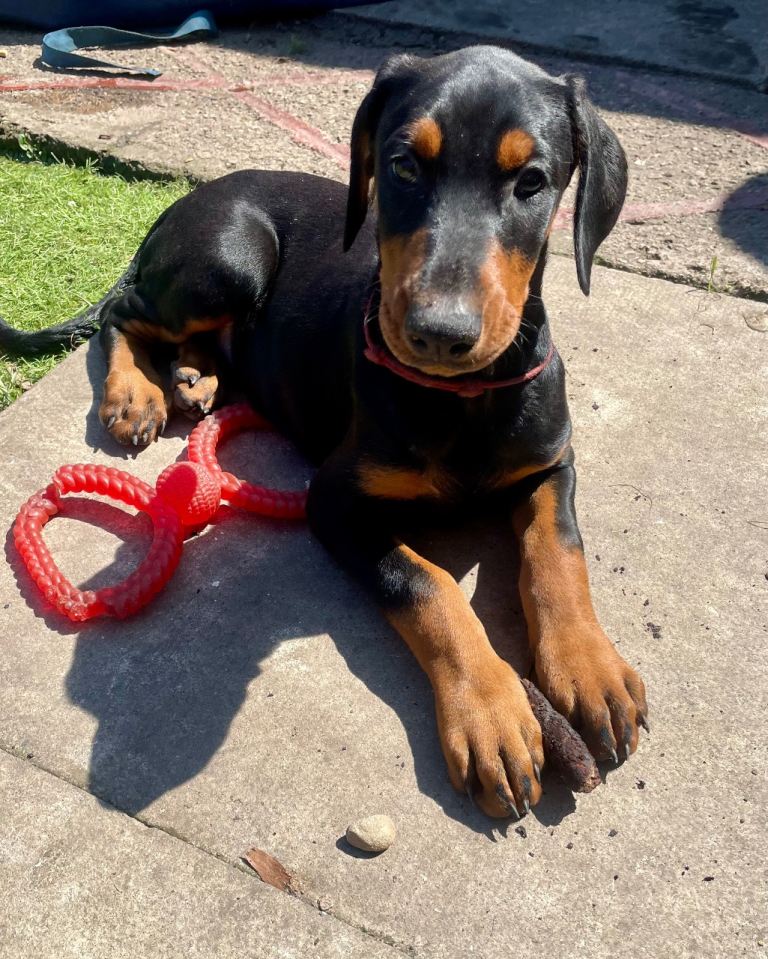 Doberman puppies