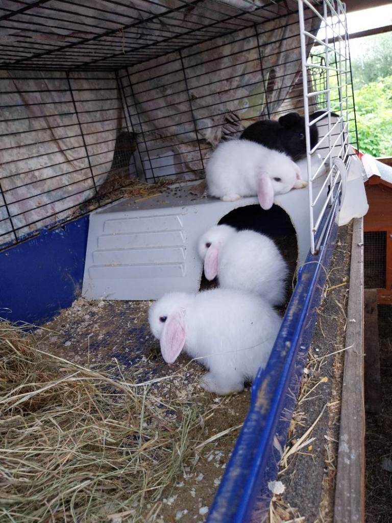 Mini lops for sale 