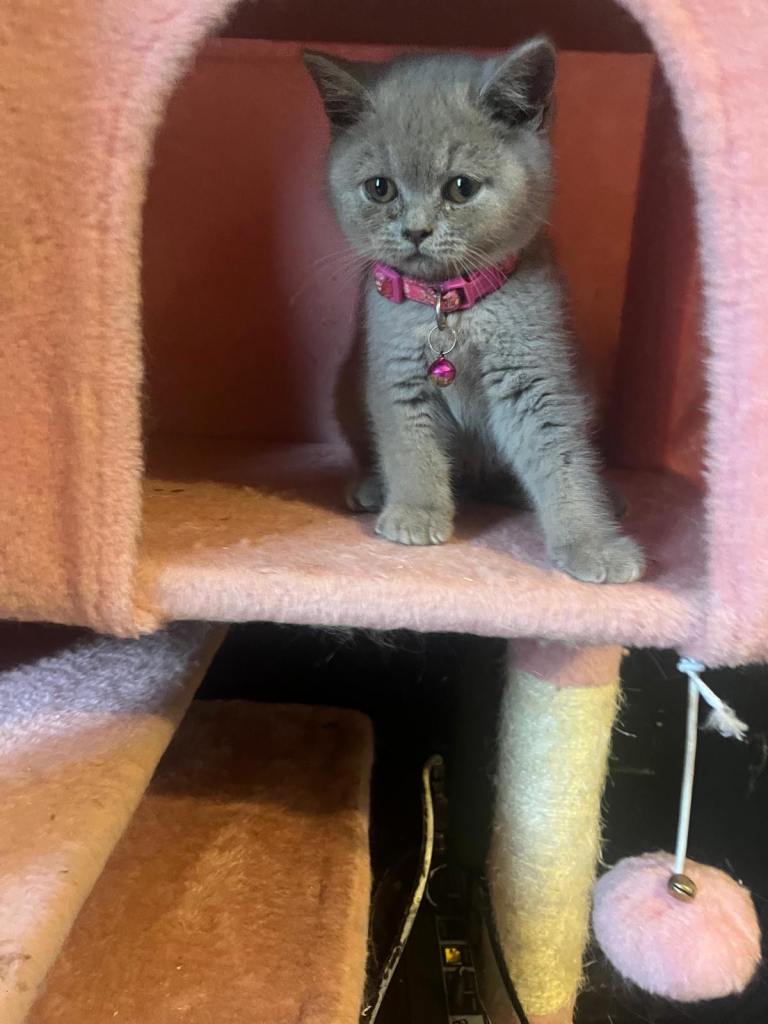 Beautiful British shorthair kittens ready for their forever homes 