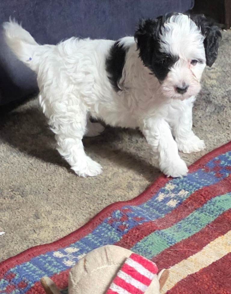 Adorable black and white puppy