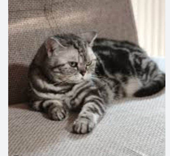 Bella blue British shorthair girl