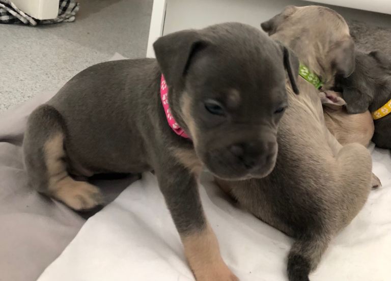 Last pup available frenchy x staffy 