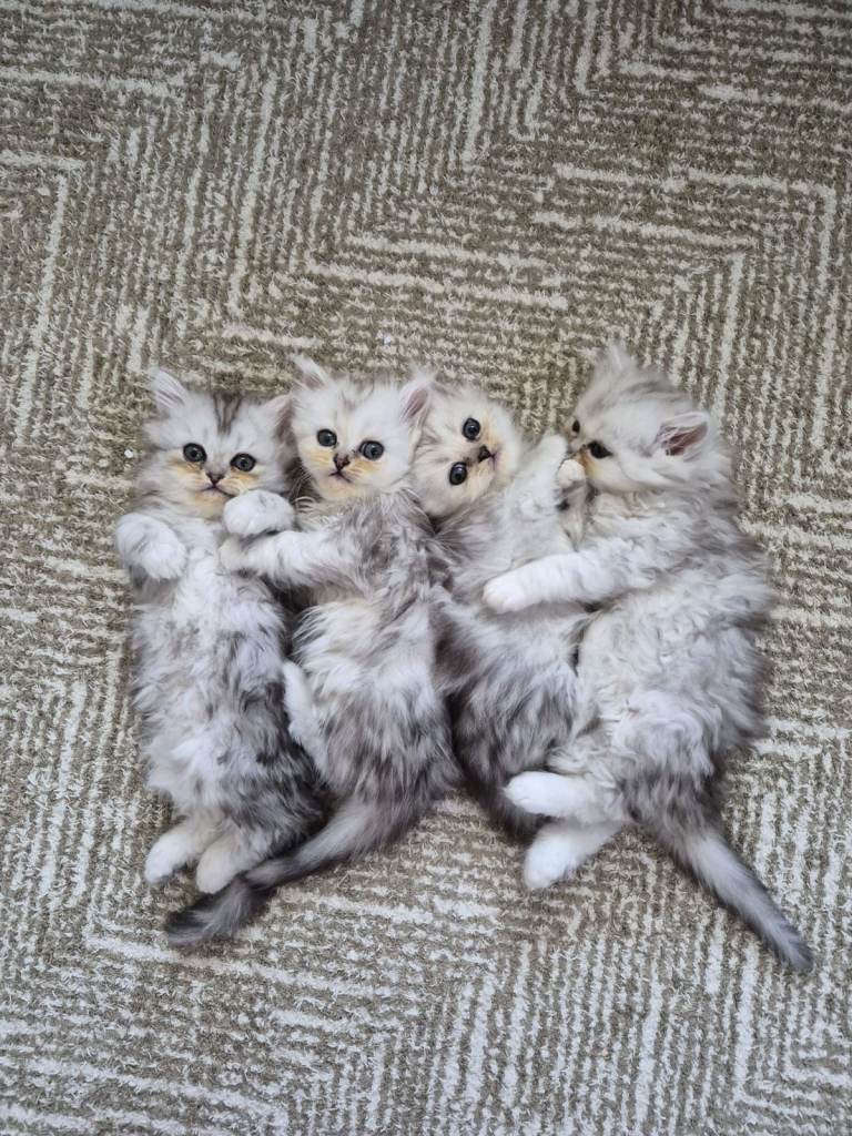 Persian Silver Chinchilla Kittens Cat cute cats fluffballs adorable pets animals  