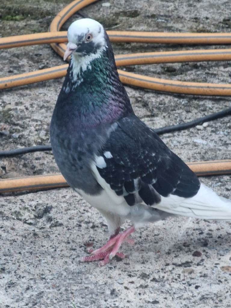 Pigeons