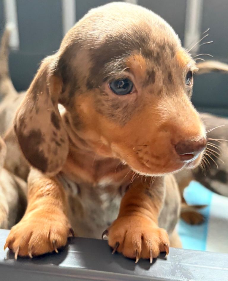 Outstanding chocolate and cream miniature dachshund puppies 