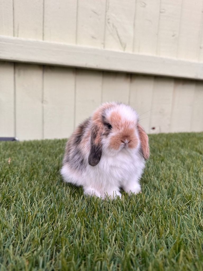 Mini lops 