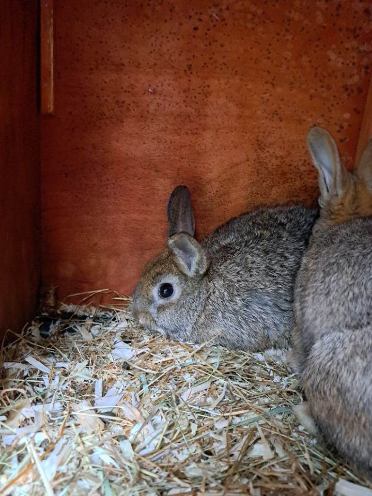 Baby rabbits