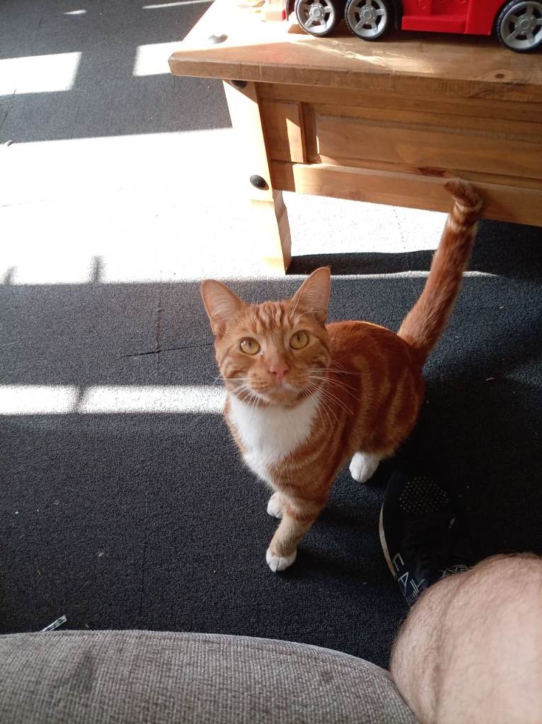 Hello i am selling my 2 cats to a new home  home 