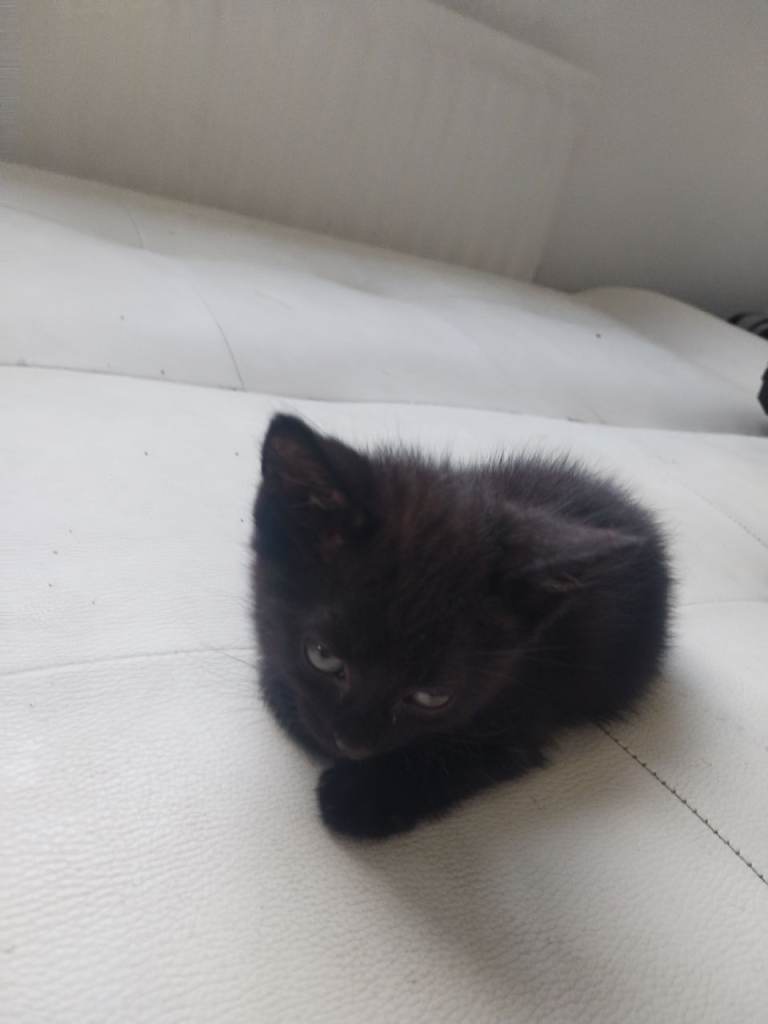 Mixed breed kittens for sale 