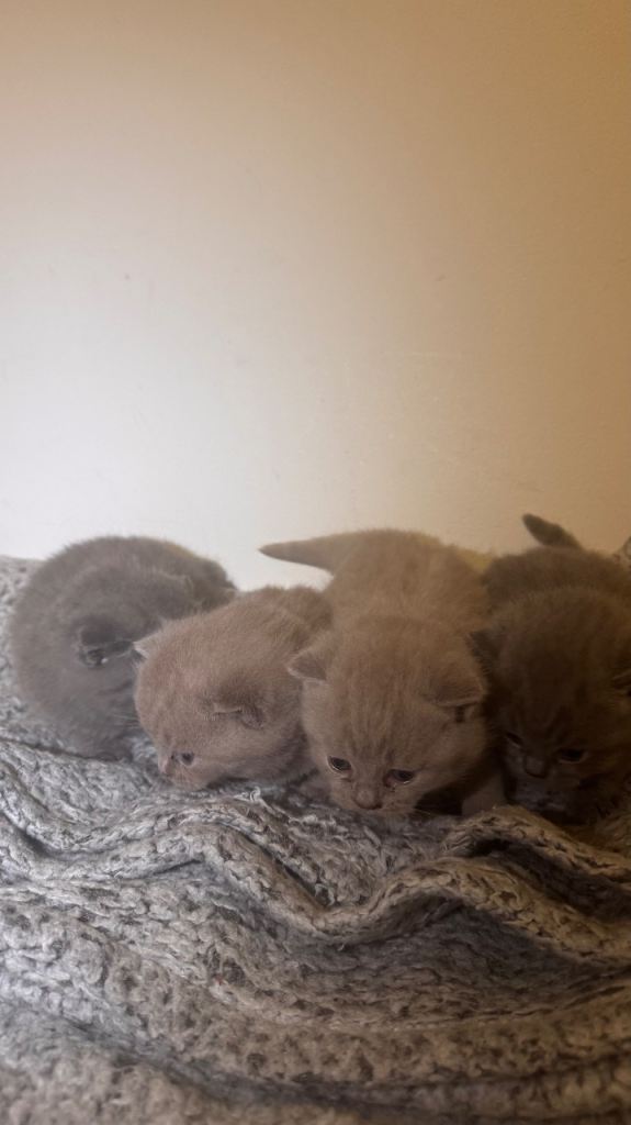 Four British shorthair 