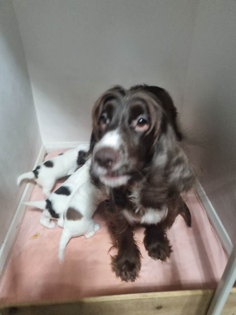 Show Cockerspaniel puppies 