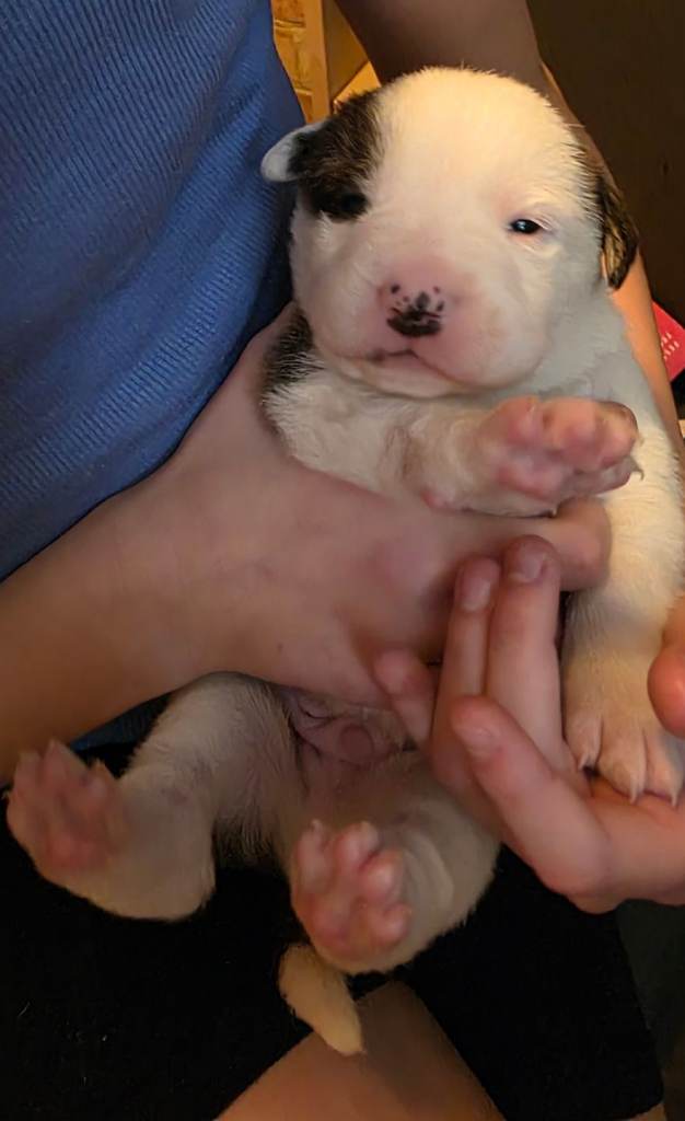 Shollie Puppy (German Shepherd x Collie Greyhound