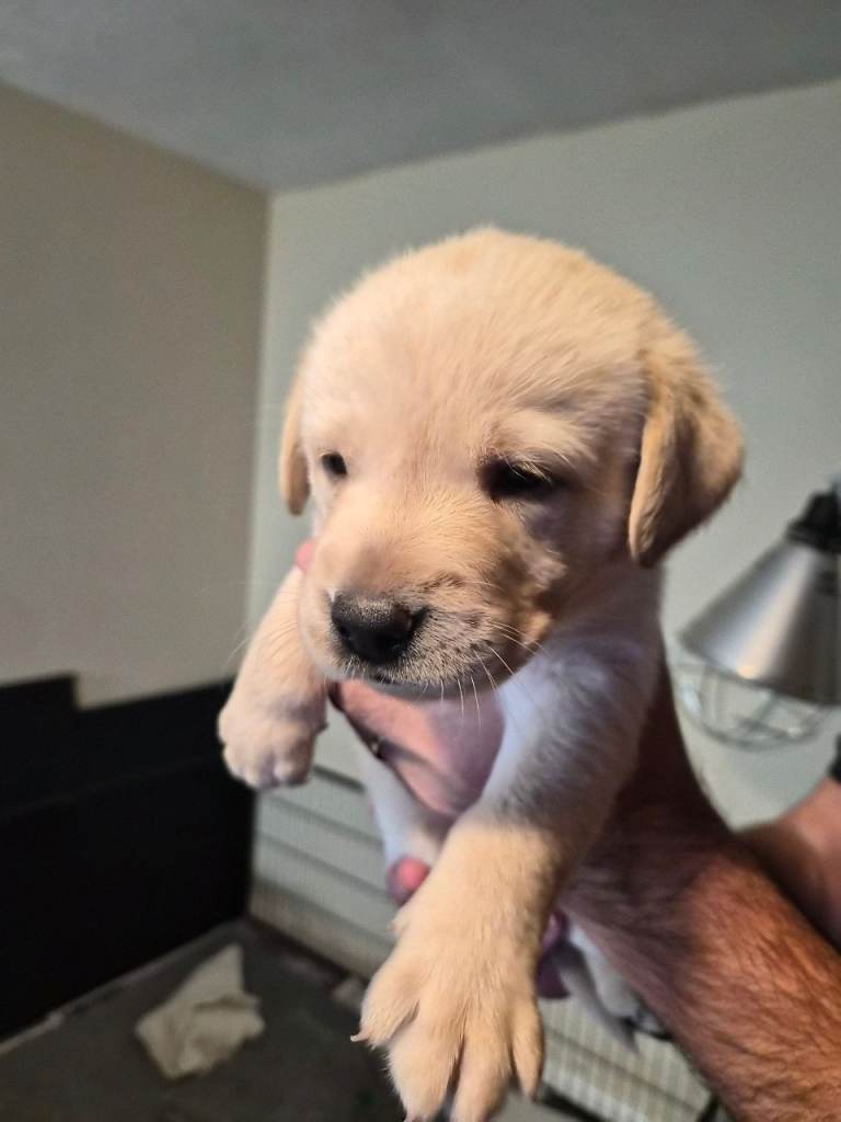 Labrador puppies for sale 