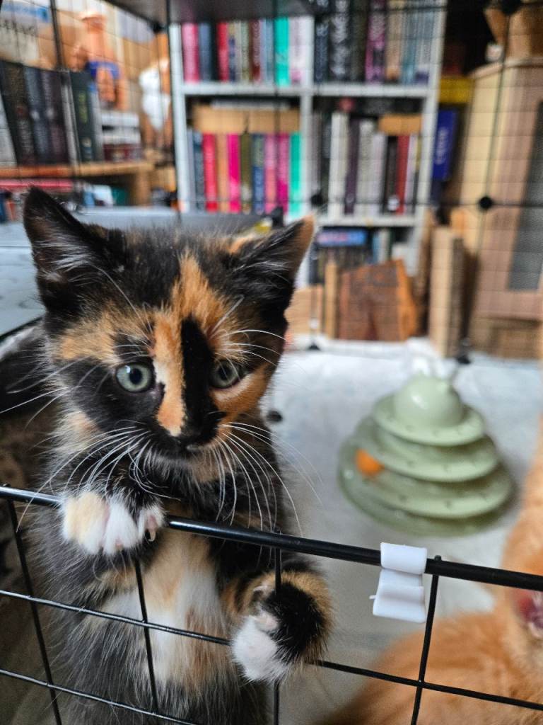 Now 2 Ginger and 2 Calico left Kittens for Sale