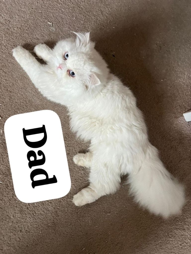 Beautiful female Persian kitten