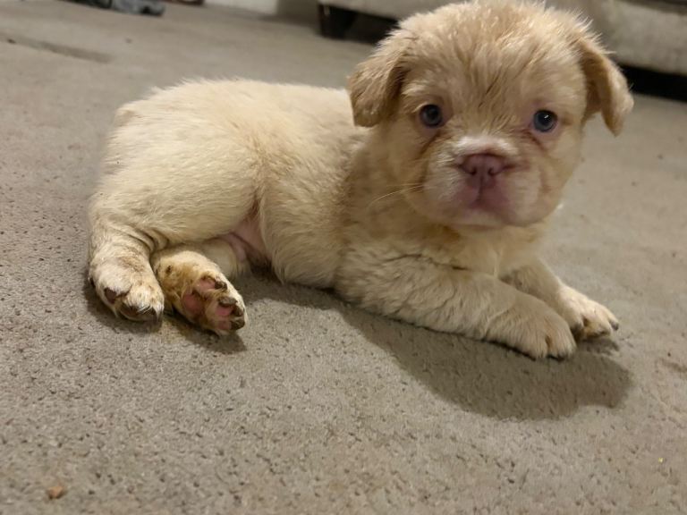 8 Beautiful French Bulldog Puppies For Sale