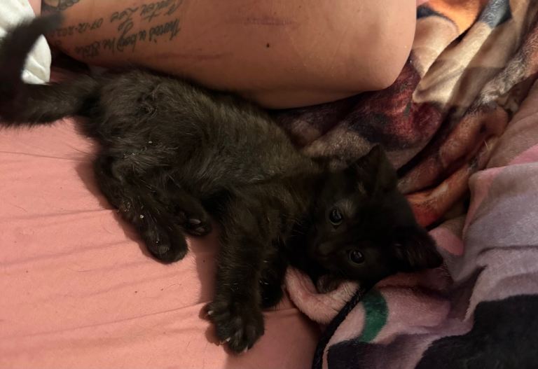 Half ragdoll kittens 