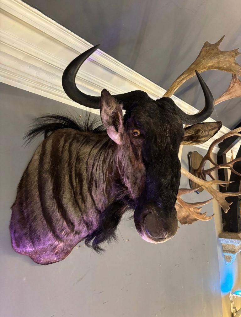 Wide selection of taxidermy and the unusual always in stock UK Wide Delivery Available 