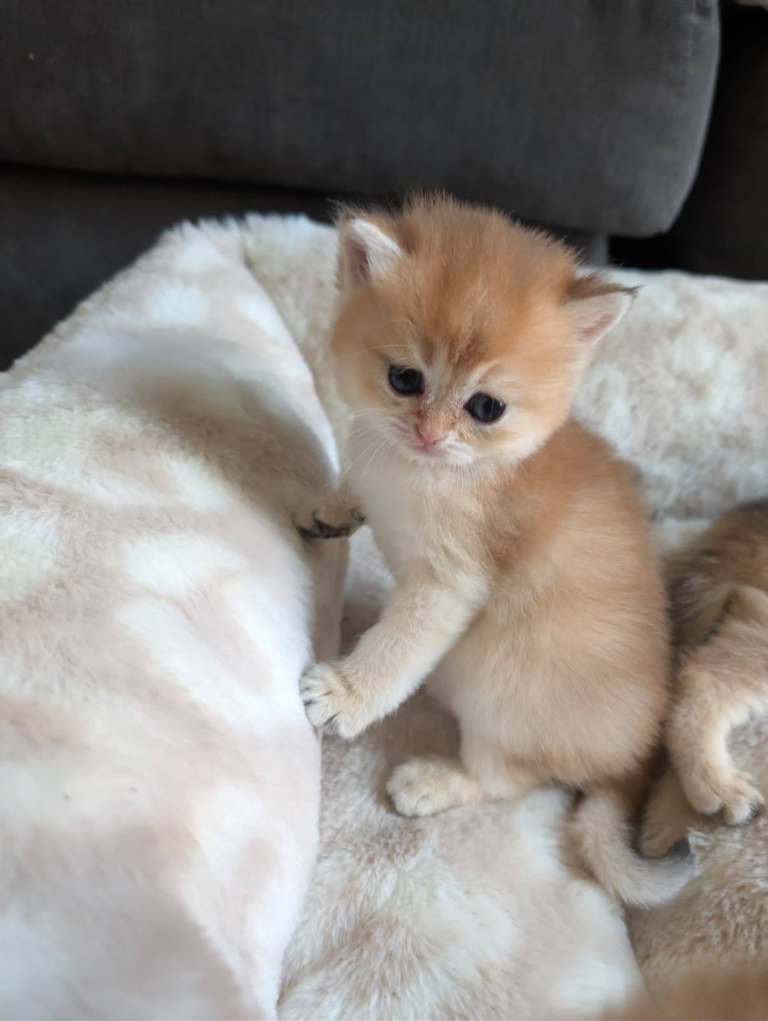 Beautiful TICA Pedigree British Shorthair Golden Kittens