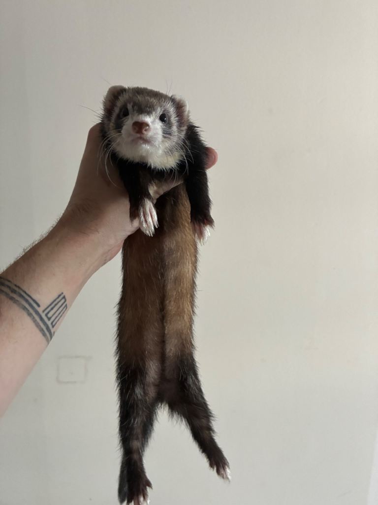 Two Semi Micro Jill Ferrets 1yr - for rehoming 