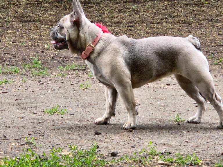French bulldog female 7 months