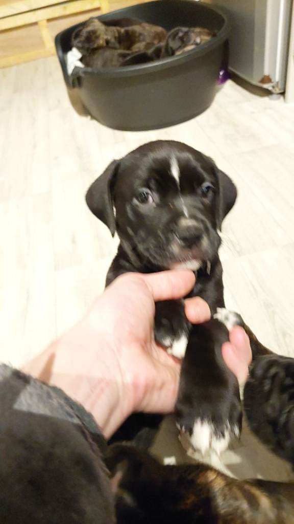 Cane Corso cross American bulldog puppy's 