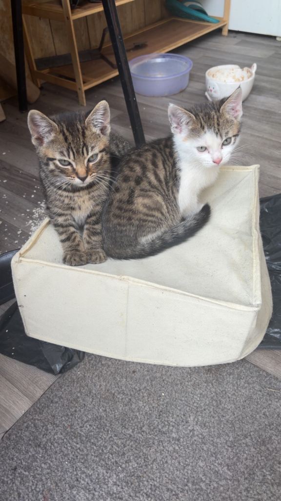 Adorable kittens looking for new homes – serious buyers only.