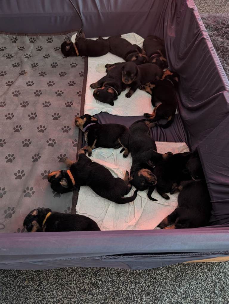 Rottweiler puppies (German) full KC registered 