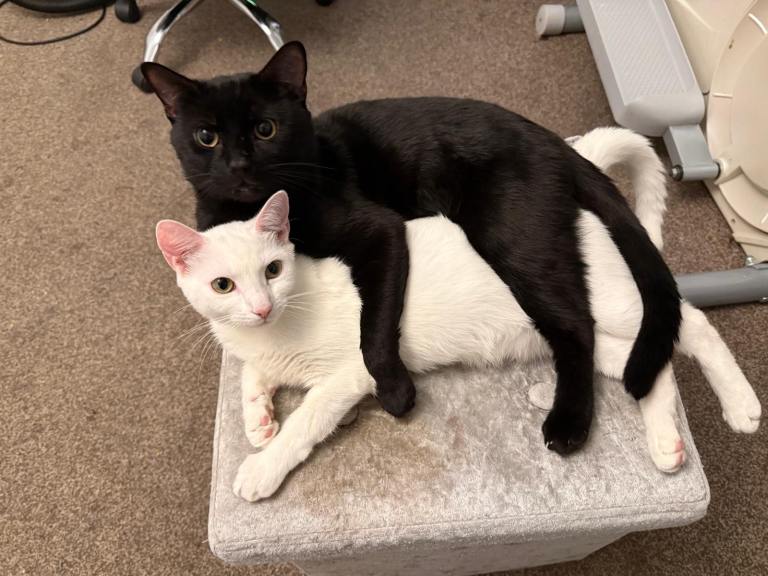 cats for adoption 