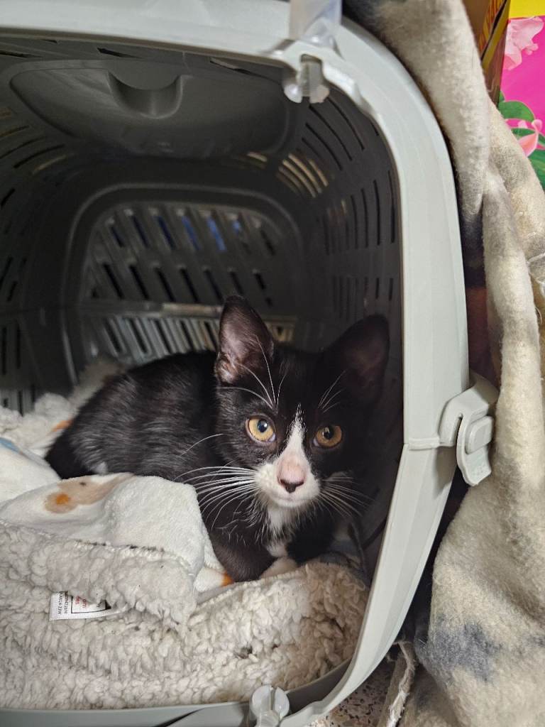 Kitten for sale 12 week old