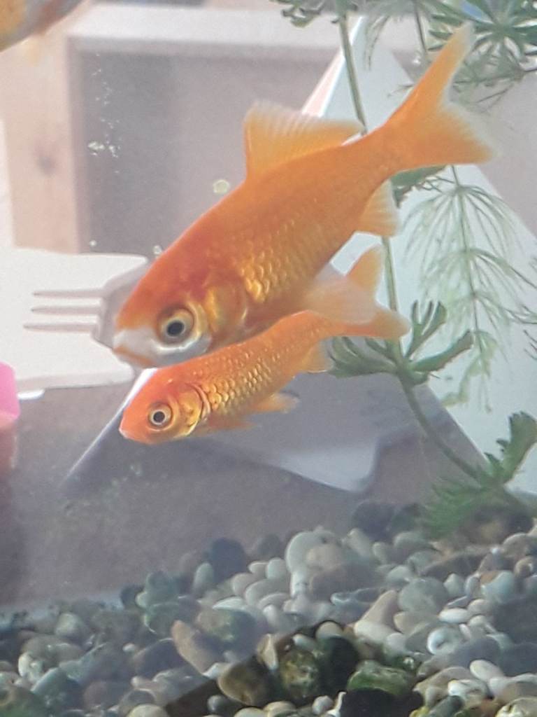 Goldfish Suitable For Ponds or Fish Tanks - Various Sizes