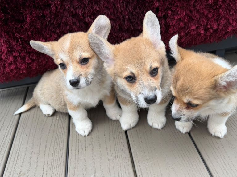 Gorgeous corgi puppies rest now