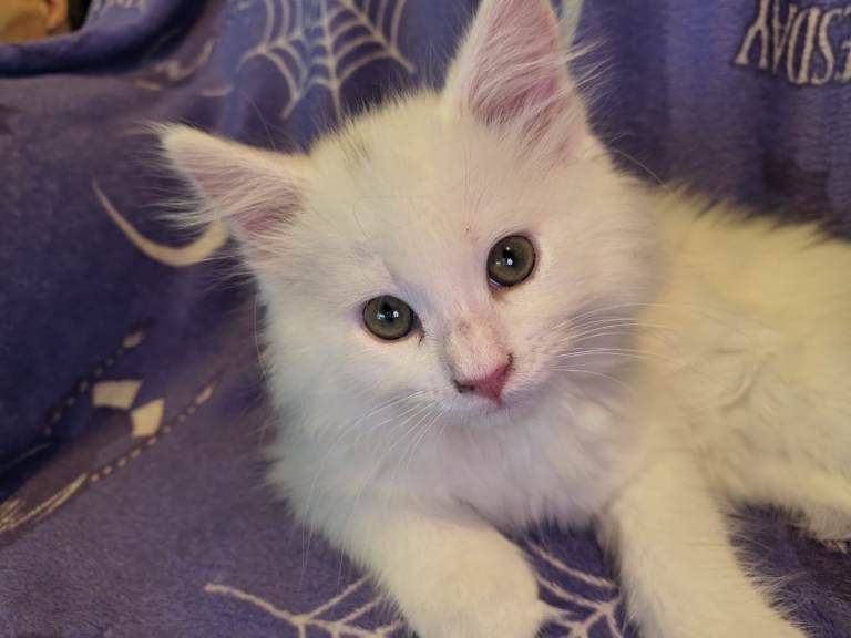Male maine coon kitten for sale 