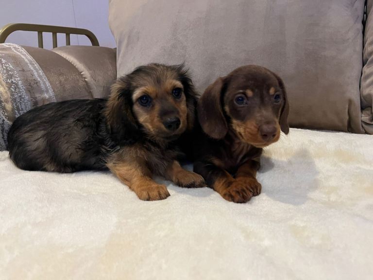 Dachshund puppies 