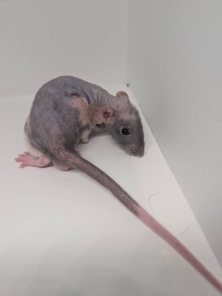 Waiting list for rat pups 