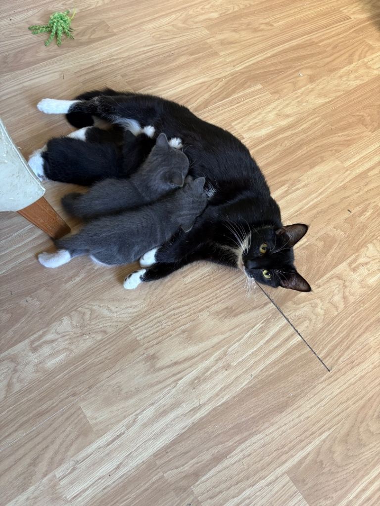 Kitten for sale 