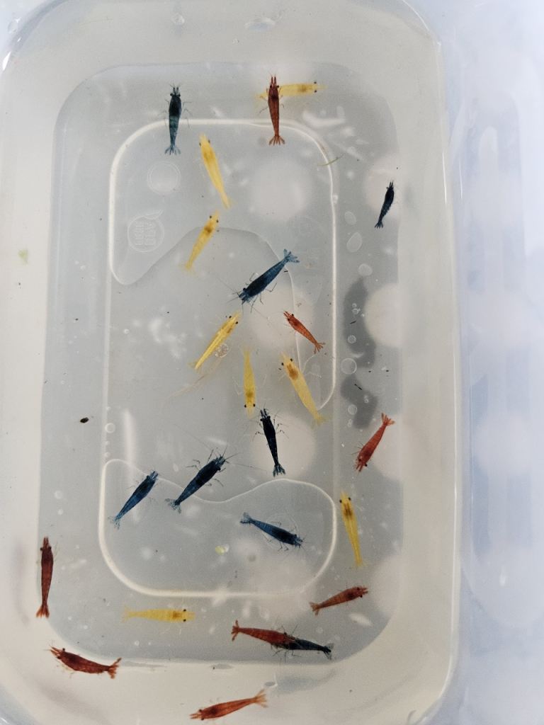 Shrimps for sale - Pick Up or Hand Delivered!