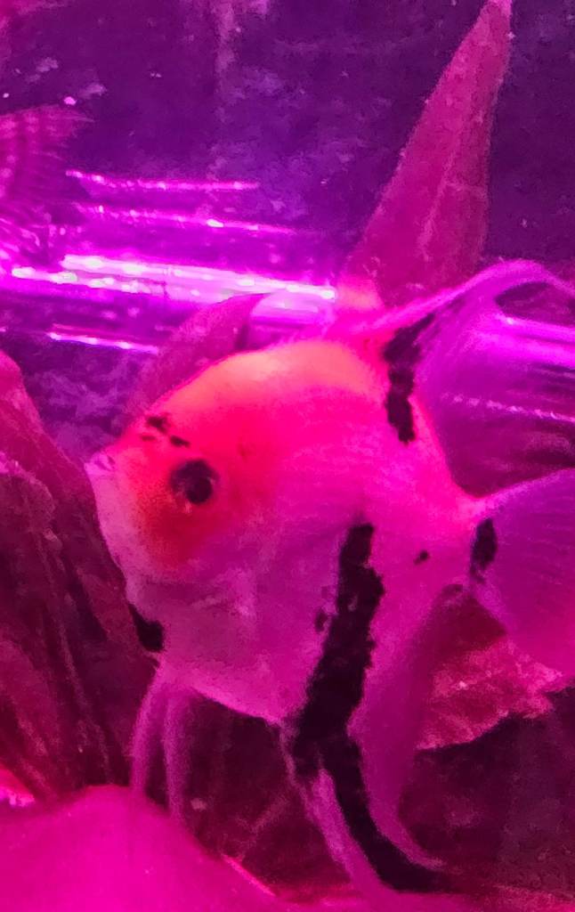 Young adult ANgel fish, and rare Montezuma Swordtails for sale