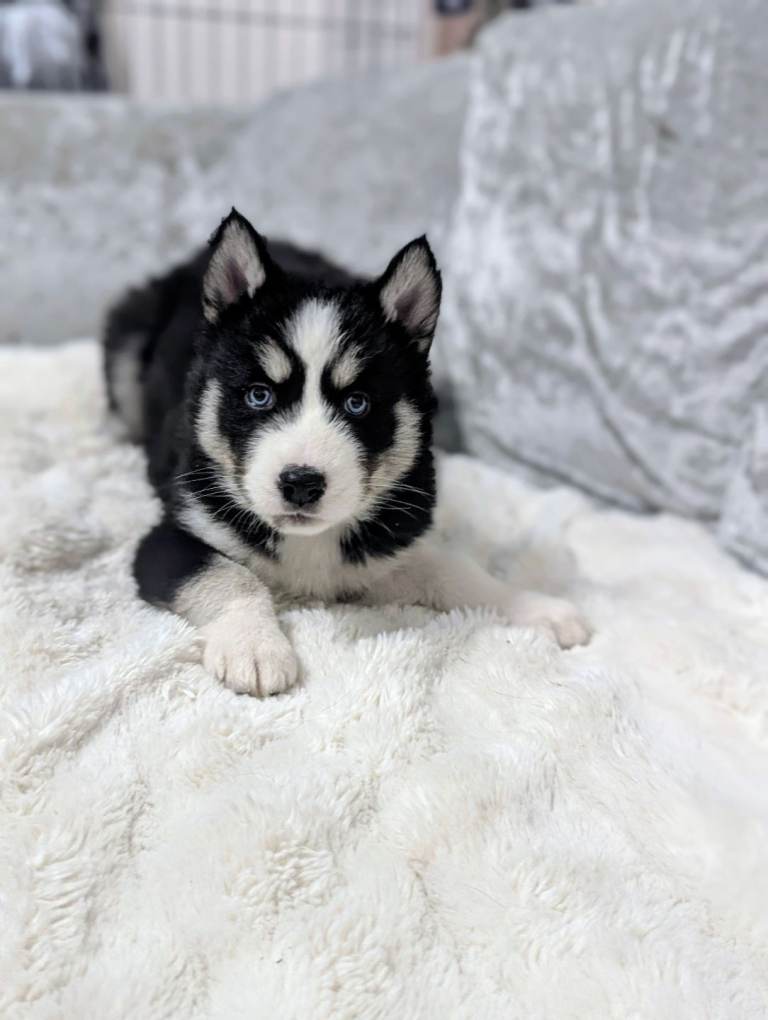 Adorable Siberian Husky pupps 💕