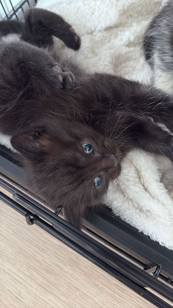 Adorable Kittens Looking for Forever Homes. Half ragdoll! 