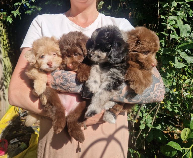 Lovely Tiny Pomapoo Puppies 