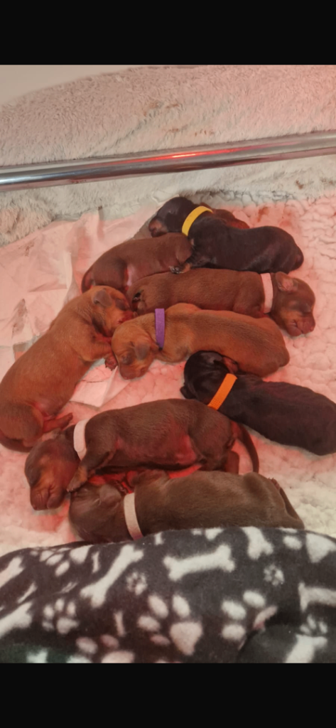 Dachshund puppies- standard 