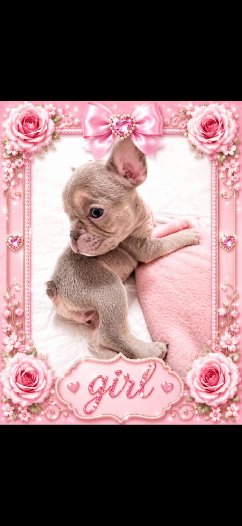 French bull puppies 