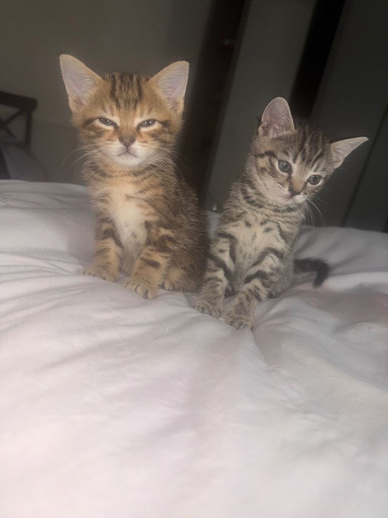 Kittens need a caring home 