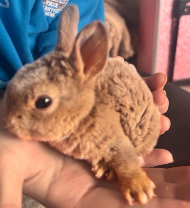 Mini Rex Rabbits for sale ready in 2 weeks