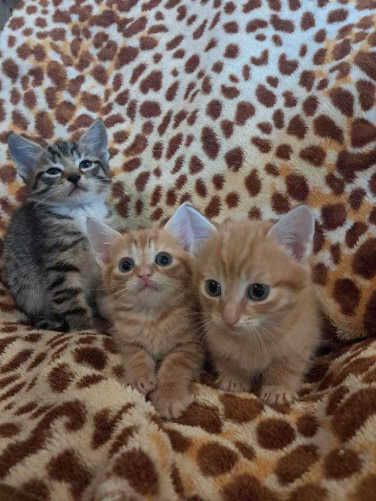 Beautiful kittens 