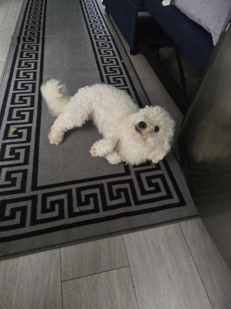 Beautiful Bichon Frise dog 