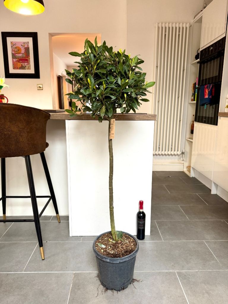 120cm bay tree laurus nobilis plant - alternative to olive