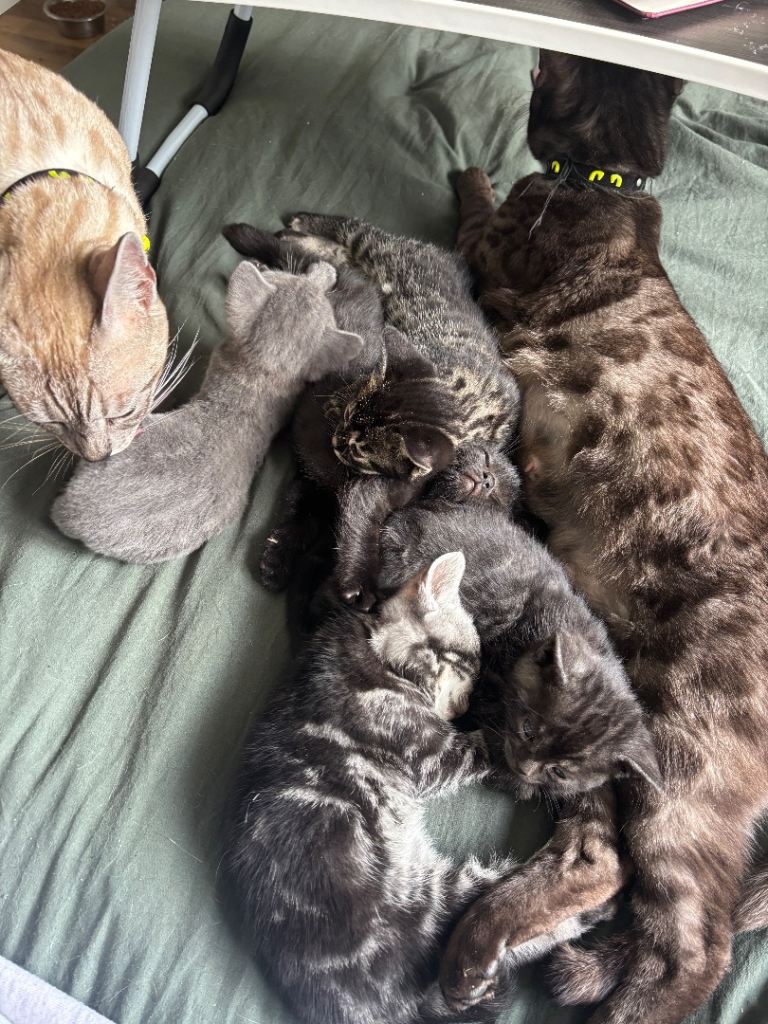 Bengal cross kittens for sale! 